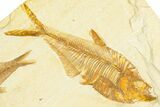 Plate With Two Fossil Fish (Diplomystus & Knightia) - Wyoming #379383-1